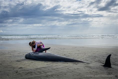 Pilot Whale Stranding - Remembrance **Explore** | A pod of s… | Flickr