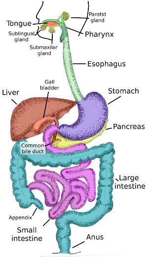 Animal organs. Digestive system. Atlas of plant and animal histology.