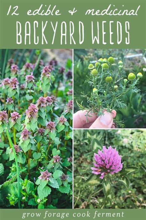 12 Edible and Medicinal Weeds to Forage in Your Backyard