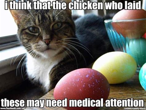 easter | Cats, Easter cats, Cat memes