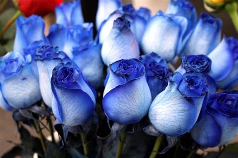 35+ Última Rosas Azules Mas Hermosas Del Mundo - Alyshia Kanters Blogs