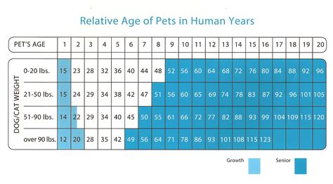 Kitten Teeth Age Chart