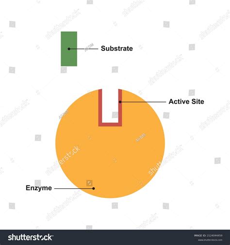 Scientific Designing Enzyme Structure Vector Illustration Stock Vector ...