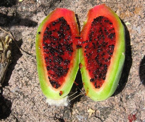 Saguaro cactus fruit with seeds, Desertsirena – OBLOG