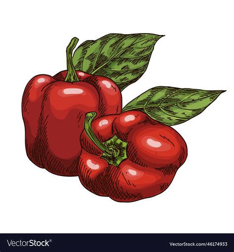 Image of paprika pepper plant sketch Royalty Free Vector