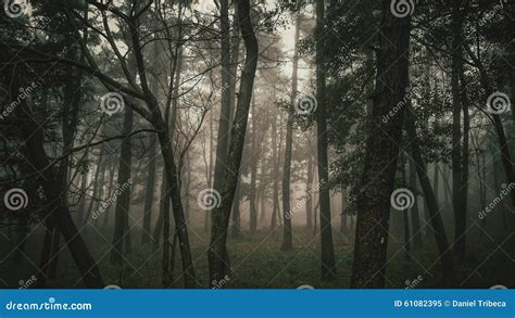 Mystical Foggy Forest stock image. Image of discovery - 61082395