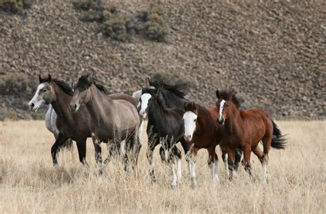 Wild Mustang Horses Herds | The Wild Horses of Challis ID | Wild Horse and Burro Territory ...