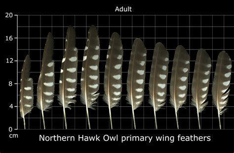 The Feather Atlas - Feather Identification and Scans - U.S. Fish and ...