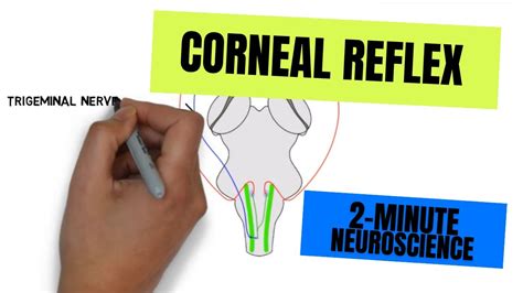 2-Minute Neuroscience: Corneal Reflex - YouTube