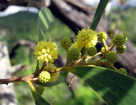 Koa (Acacia koa) flowers | Explore weedmandan's photos on Fl… | Flickr - Photo Sharing!