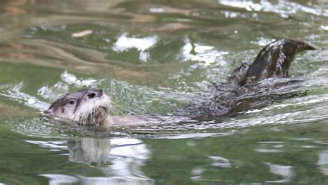 Detroit Zoo expands river otters' aquatic center