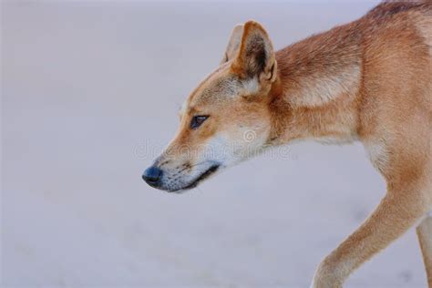 Dingo in Australian Outback Stock Photo - Image of australian, nature ...