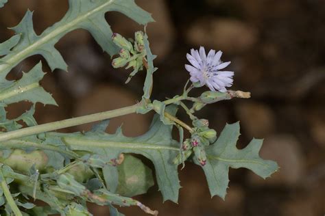 Lactuca L. | Plants of the World Online | Kew Science