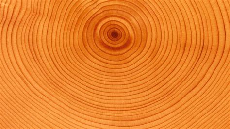 Tree rings HD desktop wallpaper : Widescreen : High Definition : Fullscreen