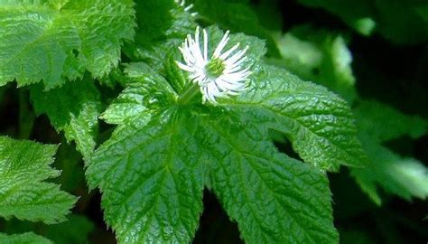 Buy Goldenseal Plants Online | Free Shipping Over $99.99