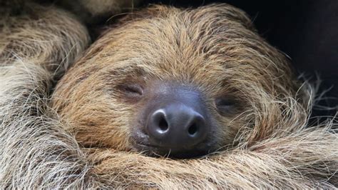 Meet the World’s Oldest Sloth | Mental Floss