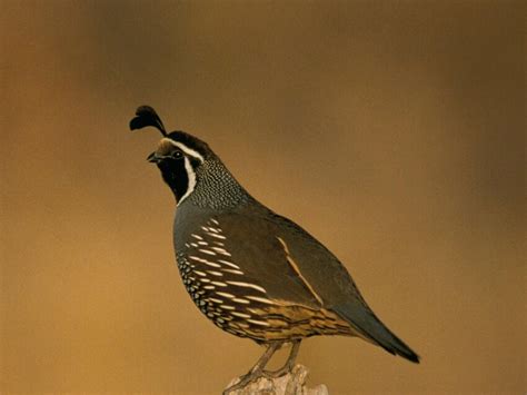 Free picture: california, quail, bird, callipepla californica