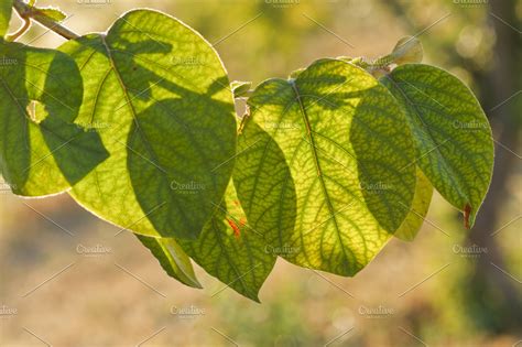 Fruit-tree leaves | High-Quality Nature Stock Photos ~ Creative Market