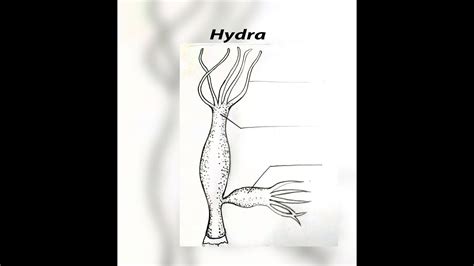 a drawing of a plant with the name hydra written on it