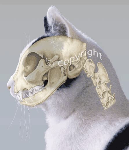 Domestic cat showing location of skull