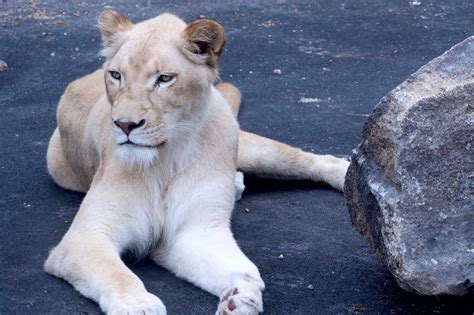 White Lion Spiritual Meaning & Symbolism