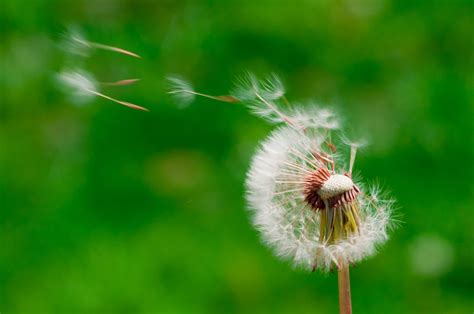 Wind blowing dandelion buds in selective focus photography HD wallpaper ...