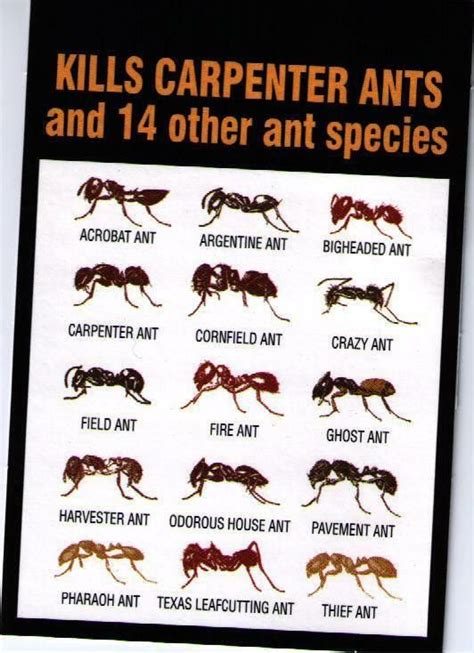 Parson Pest Management - Parsons Pest Management | Ants, Ant species, Types of ants