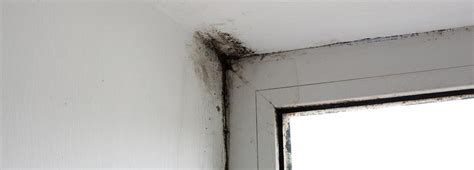 Why Do I Have Black Mold On My Walls | Psoriasisguru.com