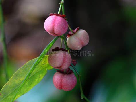 Light Pink Color Seeds of Sweet Leaf or Sauropus Androgynus Stock Photo ...