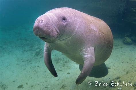 Manatee Migration - Coastal Angler & The Angler Magazine