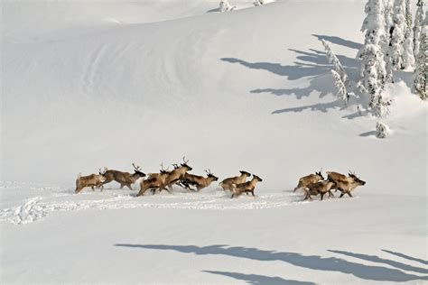 Hunting Moose in Canada to Save Caribou From Wolves