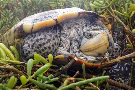 Adopt a Terrapin | University of Houston-Clear Lake