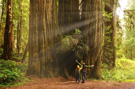 Hyperion Tree: The World's Tallest Tree Is Officially Off-Limits