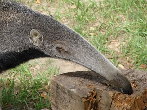 Termite Mound: Anteater Eating Termites