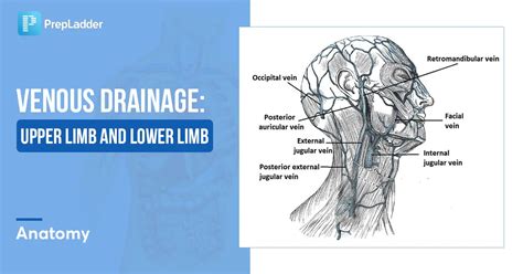 Venous Drainage of Upper Limb and Lower Limb