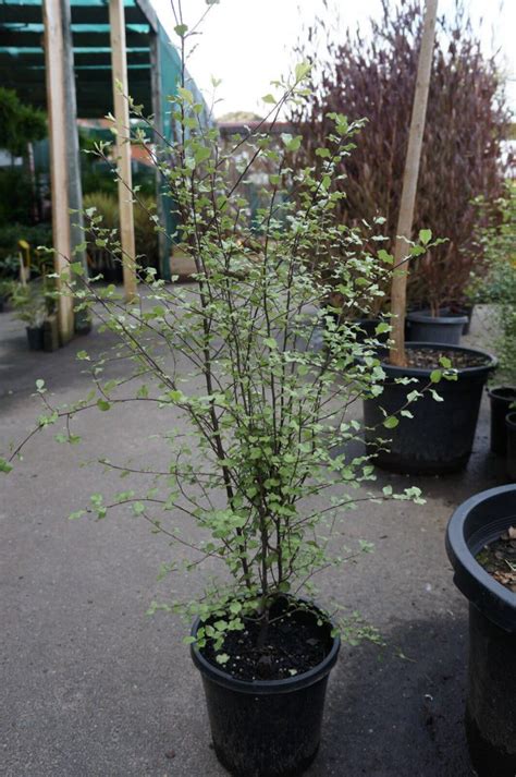 Pittosporum Silver Sheen | Westlake Nursery