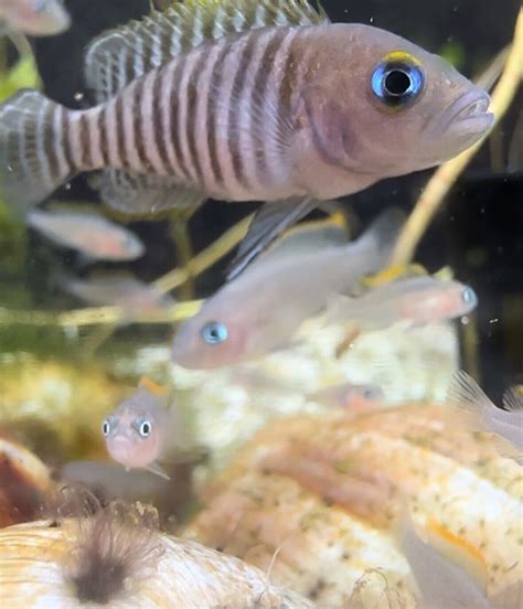 Shell dweller cichlids Neolamprologus Multifasciatus - breeding group ...