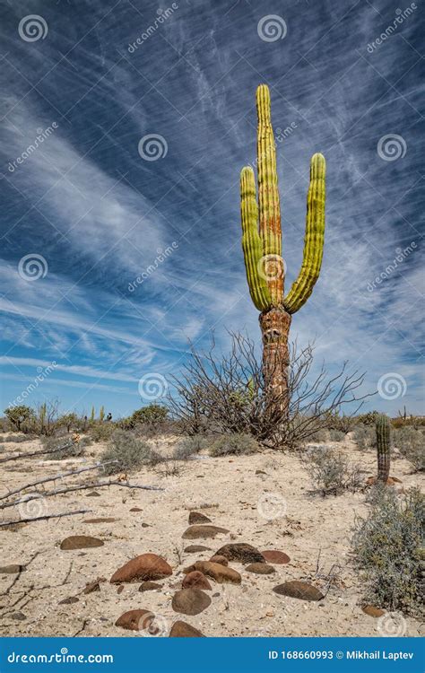 Mexican Giant Cactus in Desert Stock Image - Image of opuntia, national: 168660993