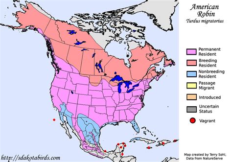 Robin Migration Map 2024 - Joell Madalyn