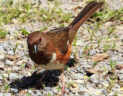 Eastern Towhee - Facts | Habitat | Diet | Range | Sound | Female - BirdBaron