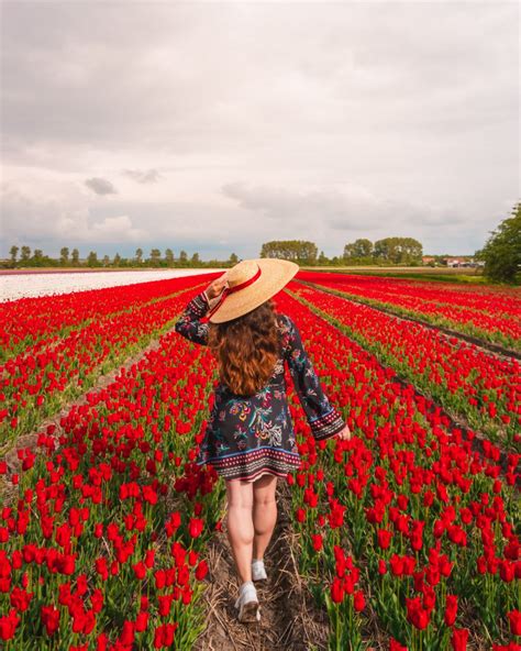 Where To Find Tulip Fields Near Amsterdam