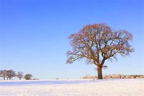 Single oak tree snow landscape Photograph by Richard Thomas - Pixels