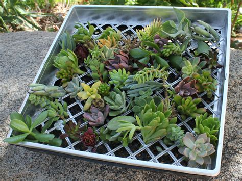 Secrets to Success When Propagating Succulent Plants | World of Succulents