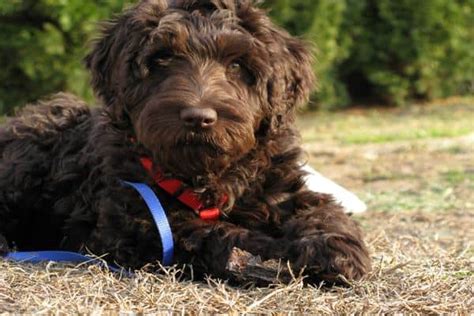 10 List of Hypoallergenic Dog Breeds - Tail and Fur