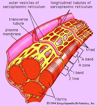 Muscle - Myofibrils, Contraction, Proteins | Britannica