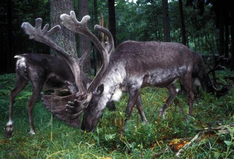 Free picture: woodland, caribou, forest, woodland, caribou, rangifer, tarandus, caribou, grazing ...