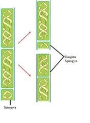 How does spirogyra reproduce? - qcesz62mm