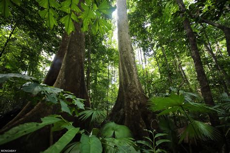 Rainforests: the year in review 2017