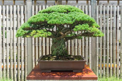 This Is How The Oldest Bonsai Tree In The Entire World Looks Like