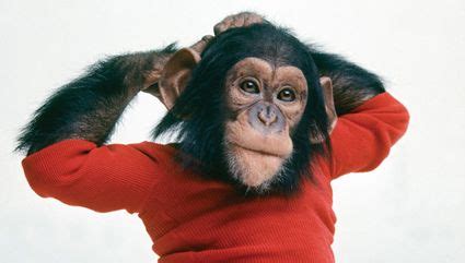 Documentary Tells the Tale of Nim Chimpsky, the Chimp Raised as a Human : heartbreaking | Chimp ...